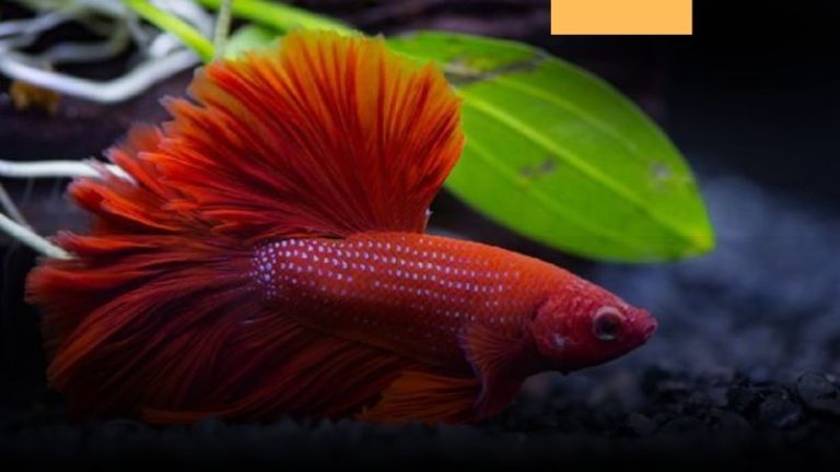 Ikan Hias Asli Indonesia