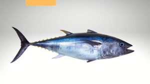 Potensi Usaha Ikan Cakalang Dari Indonesia Yang Diminati Mancanegara