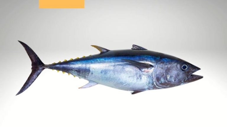 Potensi Usaha Ikan Cakalang Dari Indonesia Yang Diminati Mancanegara