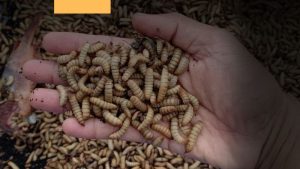 Peluang Bisnis Maggot Untuk UKM