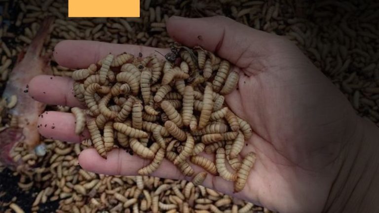 Peluang Bisnis Maggot Untuk UKM